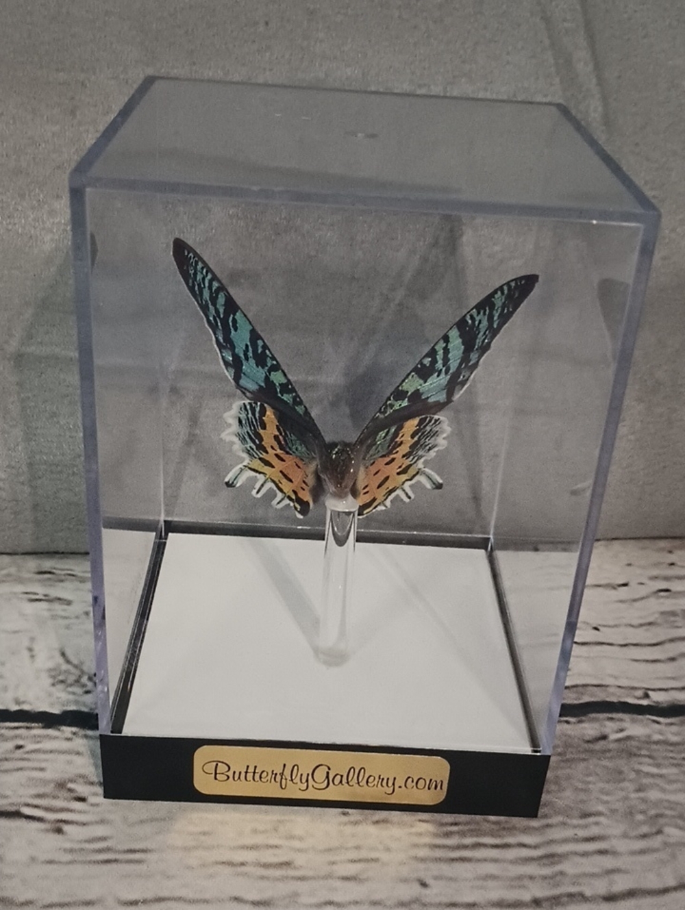 Butterfly Gallery Steve Alberanes Mounted Madagascar Sunset Moth 4*5 Box